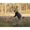 Kép 5/5 - PINEWOOD® TIVEDEN FLEECE NŐI SZVETTER 